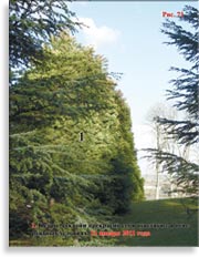 Секвойя – Sequoia Sempervirens