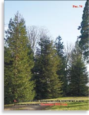Секвойя – Sequoia Sempervirens