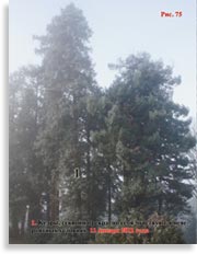 Секвойя – Sequoia Sempervirens