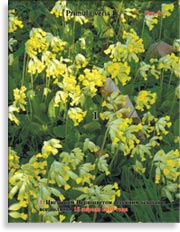 Первоцвет весенний Primula veris L.