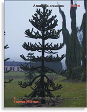 Араукария чилийская (Araucaria araucana)