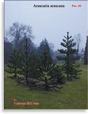 Араукария чилийская (Araucaria araucana)