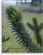 Араукария чилийская (Araucaria araucana)
