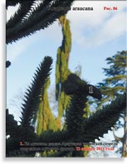 Араукария чилийская (Araucaria araucana)