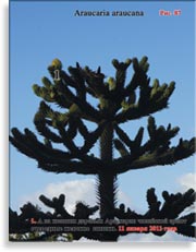 Араукария чилийская (Araucaria araucana)