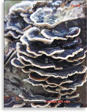 Грибы Майтаке (Grifona frondosa)