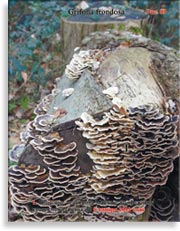 Грибы Майтаке (Grifona frondosa)
