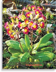 Первоцвет весенний Primula veris L.