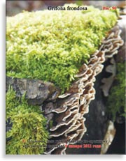 Грибы Майтаке (Grifona frondosa)