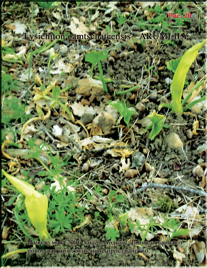 Водные лилии – Lysichiton camtschatcensis