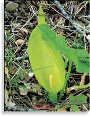 Водные лилии – Lysichiton camtschatcensis