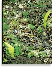 Водные лилии – Lysichiton camtschatcensis
