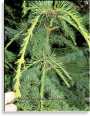 Cedrus Deodara