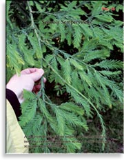 Секвойя – Sequoia Sempervirens