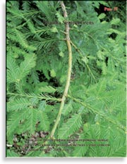 Секвойя – Sequoia Sempervirens