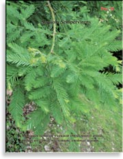 Секвойя – Sequoia Sempervirens