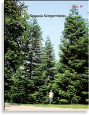 Секвойя – Sequoia Sempervirens