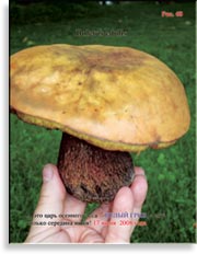 Огромные Белые грибы в июне