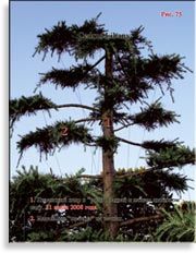 Ливанский кедр (Cedrus Libany)