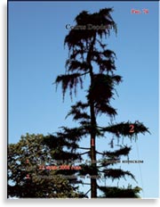 Кедр Деодара (Cedrus Deodara)