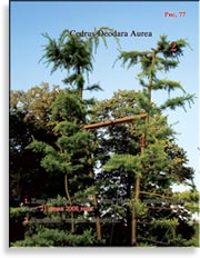 Кедр Деодара Аурея (Cedrus Deodara Aurea)
