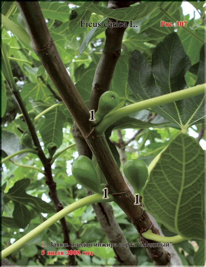 Инжир – Ficus carica L.
