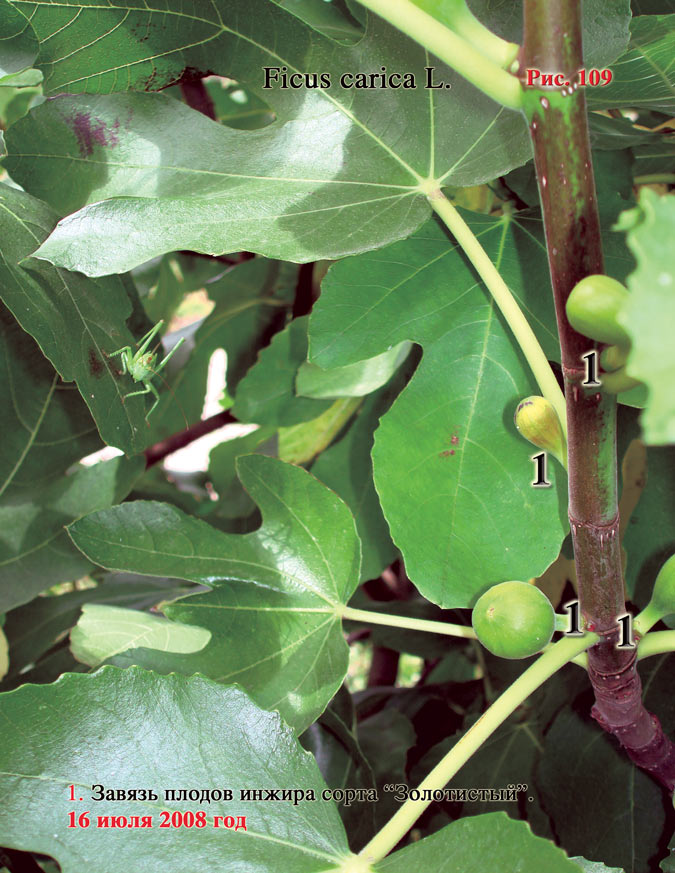 Инжир – Ficus carica L.