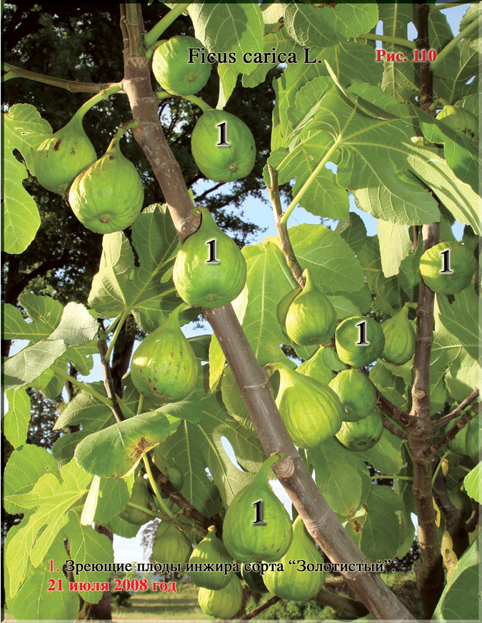 Инжир – Ficus carica L.