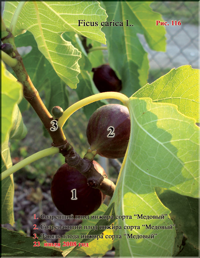 Инжир – Ficus carica L.
