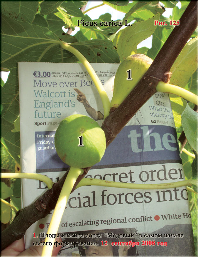 Инжир – Ficus carica L.