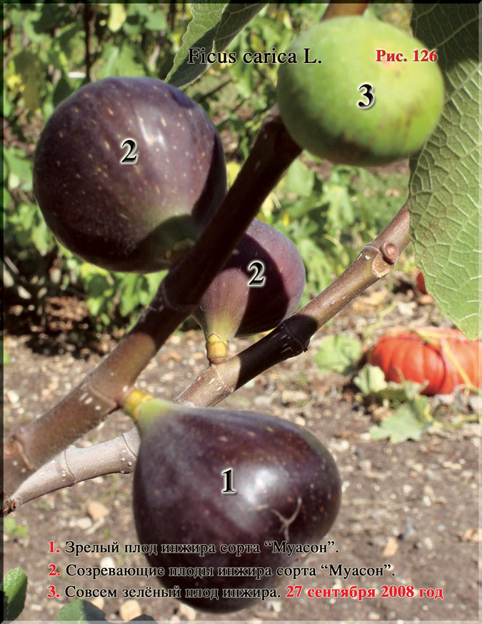 Инжир – Ficus carica L.