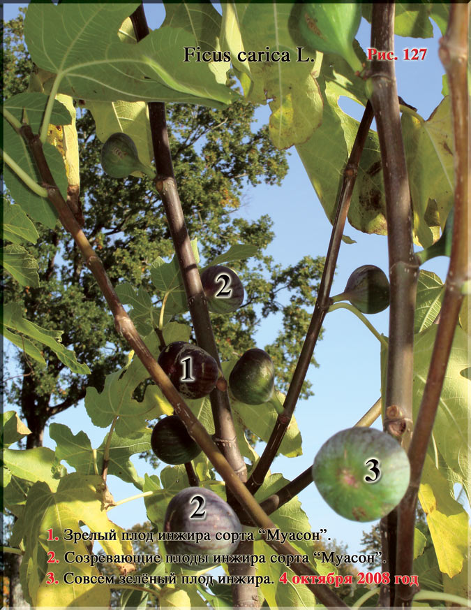 Инжир – Ficus carica L.