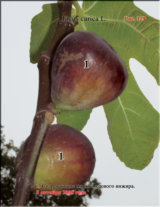 Инжир – Ficus carica L.