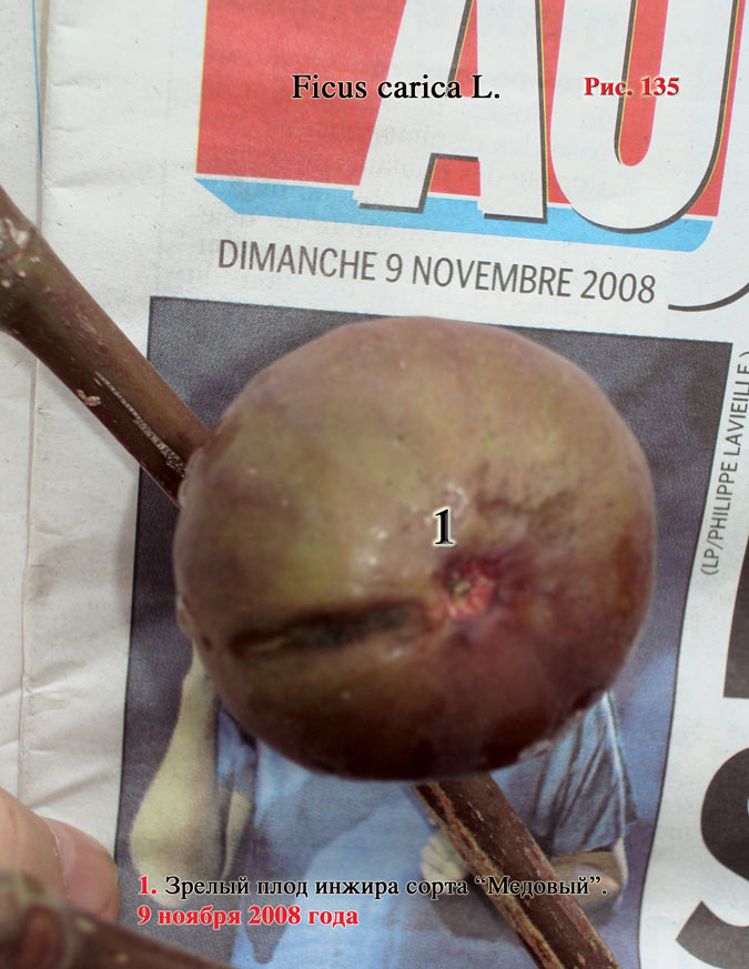 Инжир – Ficus carica L.