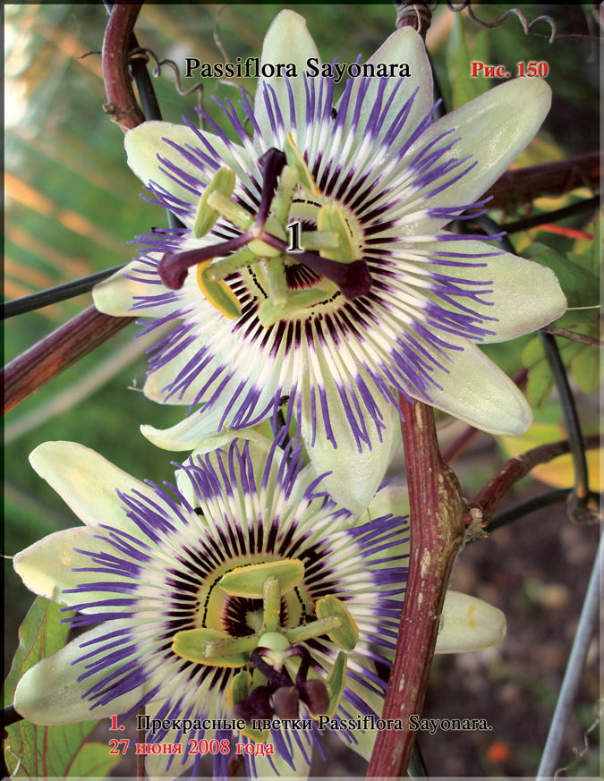 Пассифлора – Passiflora Sayonara