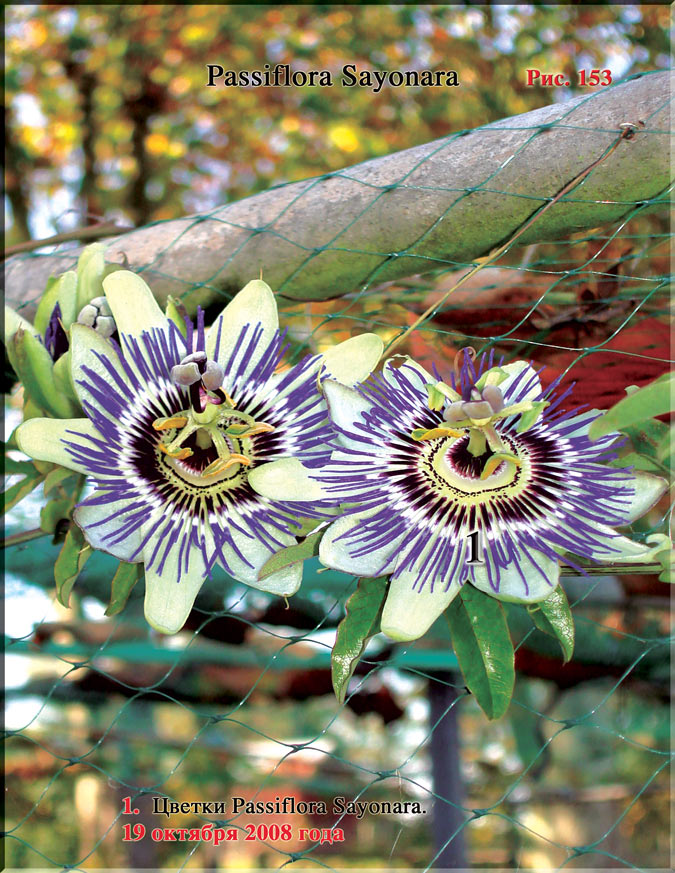 Пассифлора – Passiflora Sayonara