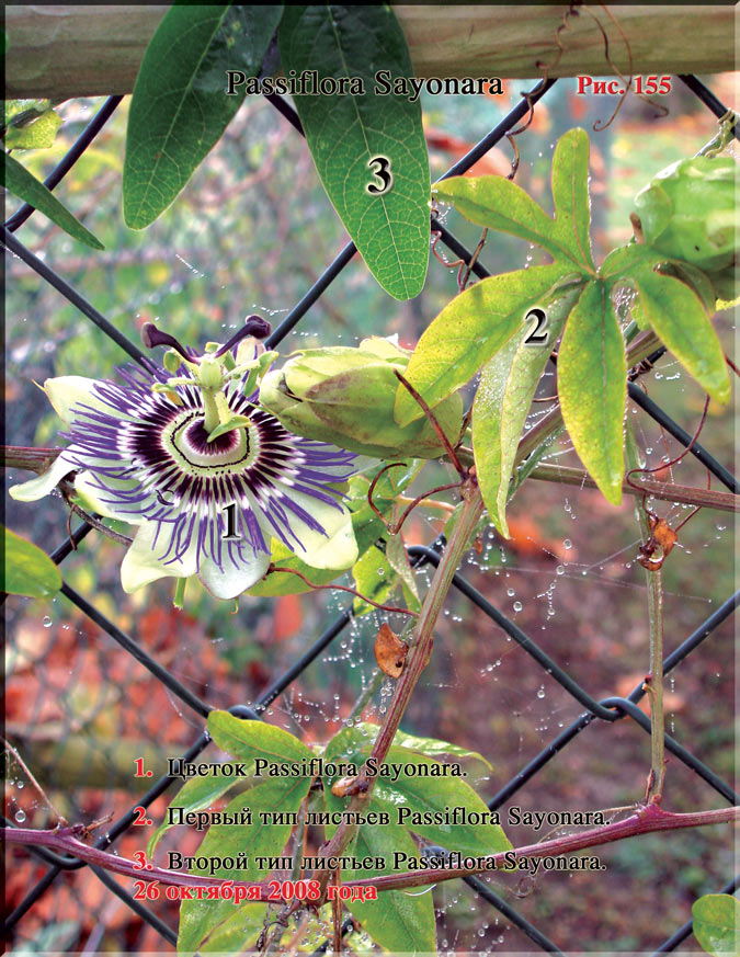 Пассифлора – Passiflora Sayonara