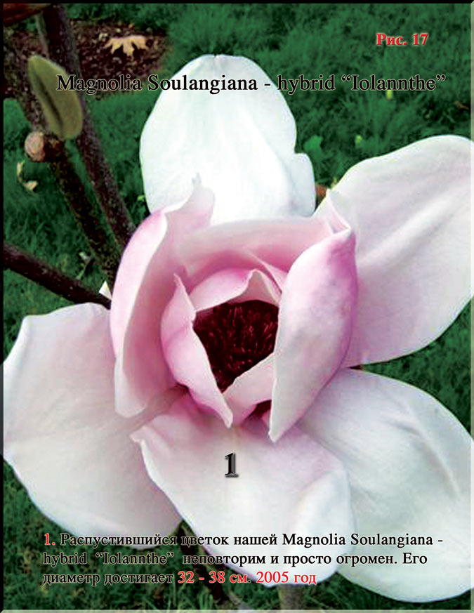Magnolia Soulangiana – hybrid «Iolannthe»