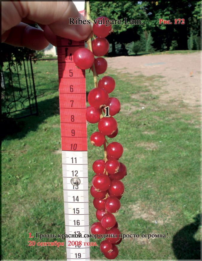 Красная смородина – Ribes vulgare Lam
