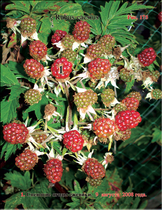 Ежевика – Rubus Caesius
