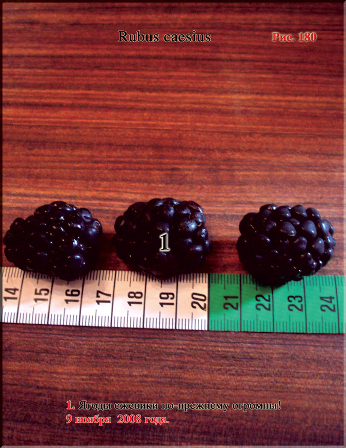 Ежевика – Rubus Caesius