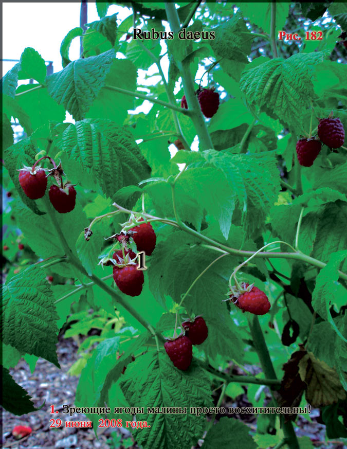 Красная малина – Rubus daeus