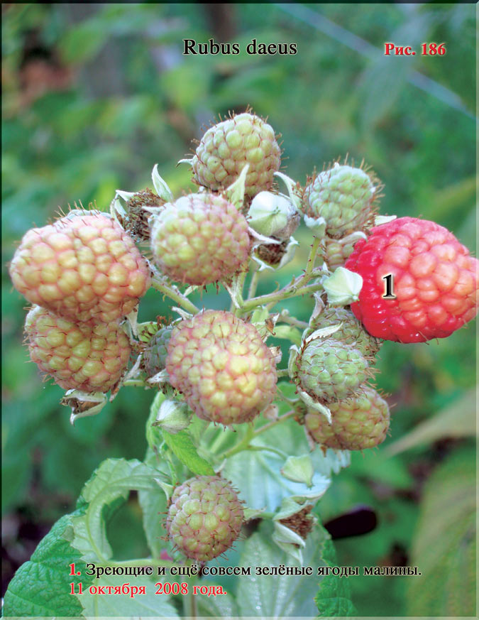 Красная малина – Rubus daeus