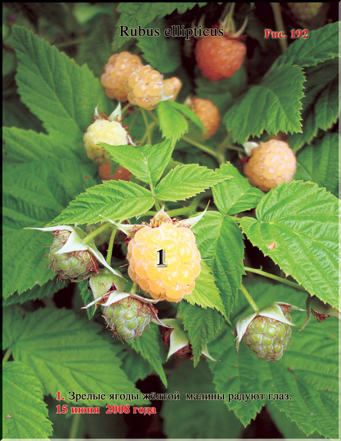 Малина жёлтая – Rubus ellipticus