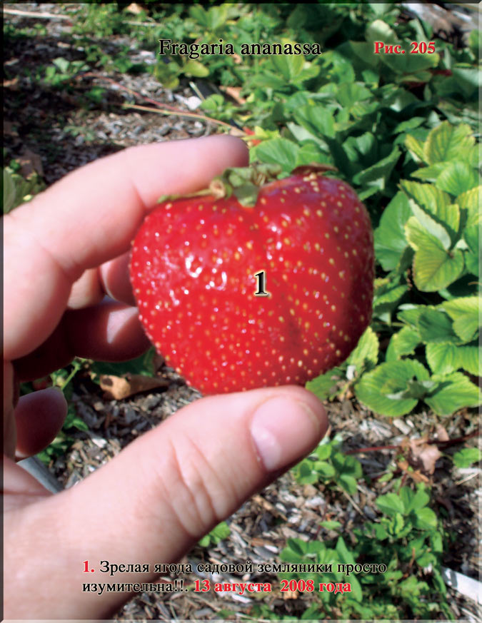 Клубника, садовая земляника – Fragaria ananassa