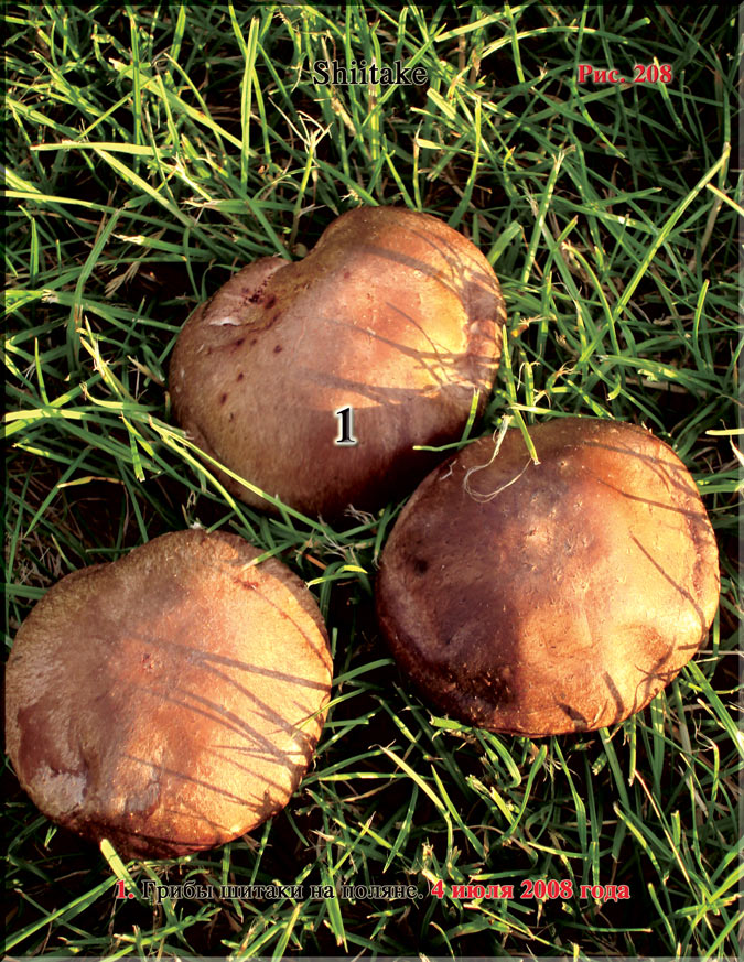 Гриб шитаки – Shiitake