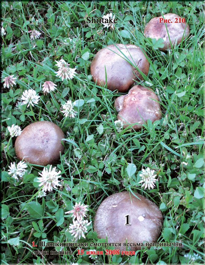 Гриб шитаки – Shiitake