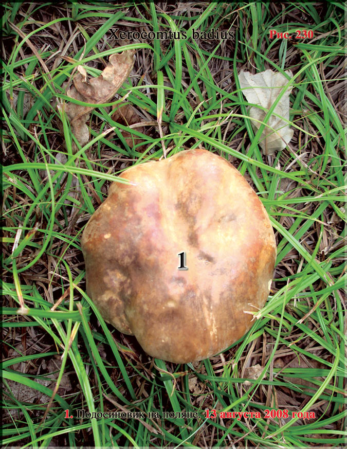 Подосиновик – Xerocomtus badius