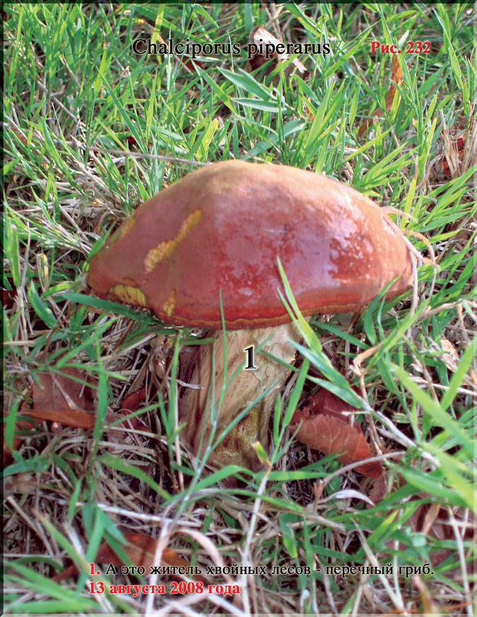 Перечный гриб – Chalciporus piperarus