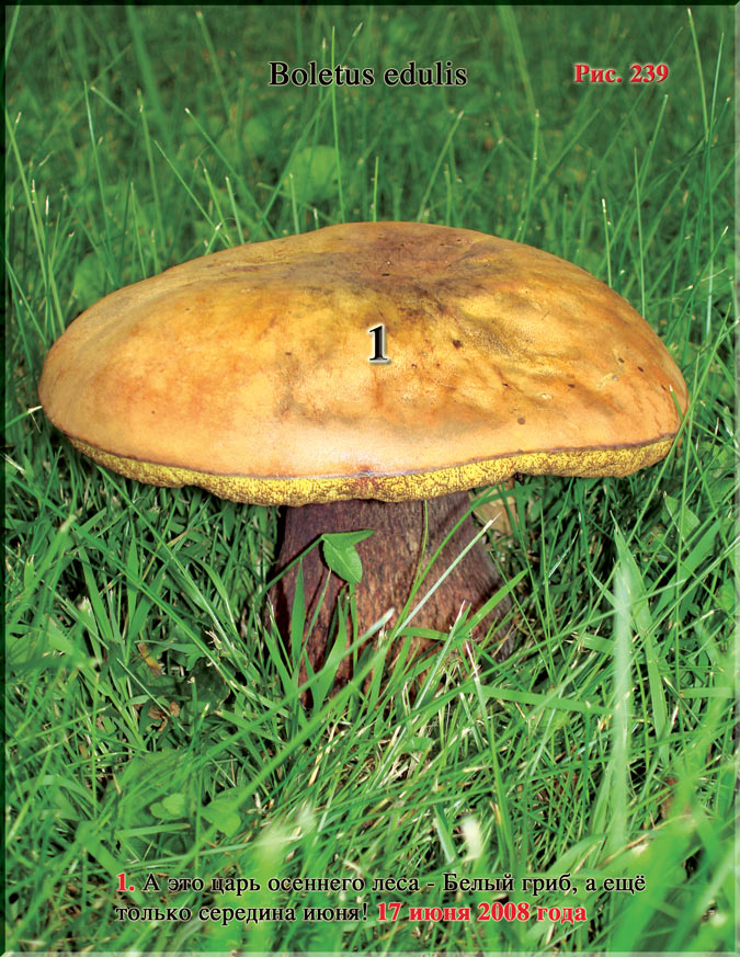 Белый гриб – Boletus edulis